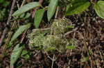 Leatherleaf clematis